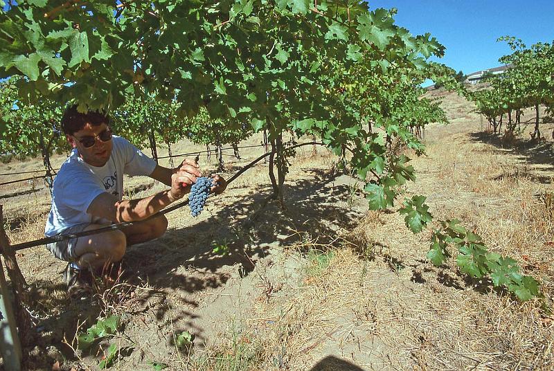 1996-10 Harvest at Tapteil 03 Ben Smith.jpg